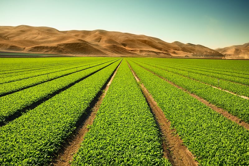 Large green field with blue sky