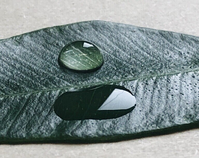 zoomed picture of a green leaf with a water drop on it