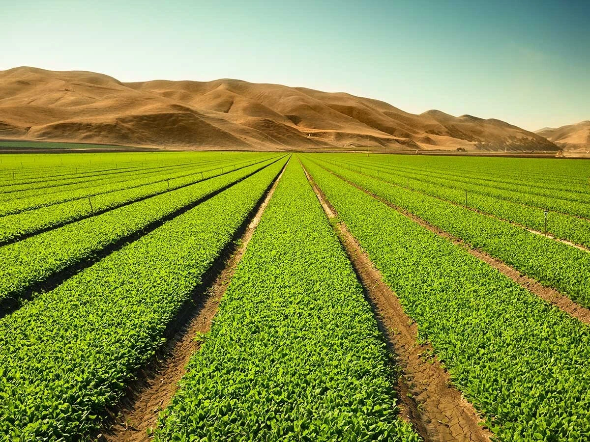 fertilizer industry specialty chemicals crop field